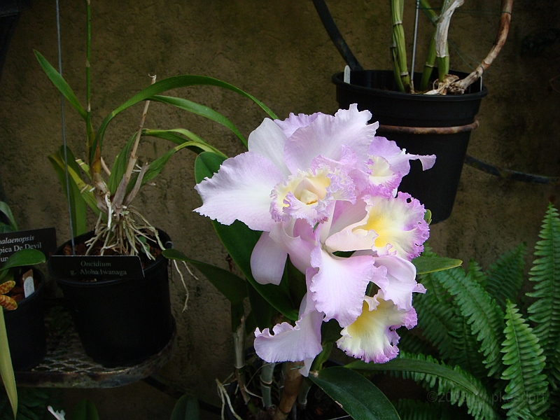 372 Longwood Gardens [2008 August 23].JPG - Longwood Gardens in Pennsylvania